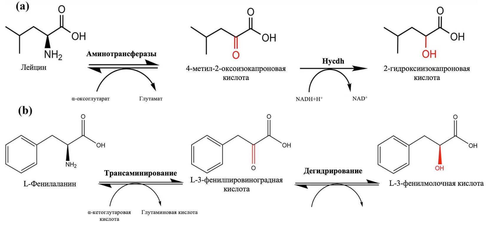 Уникальные пробиотические свойства и биологически активные метаболиты  Saccharomyces boulardii