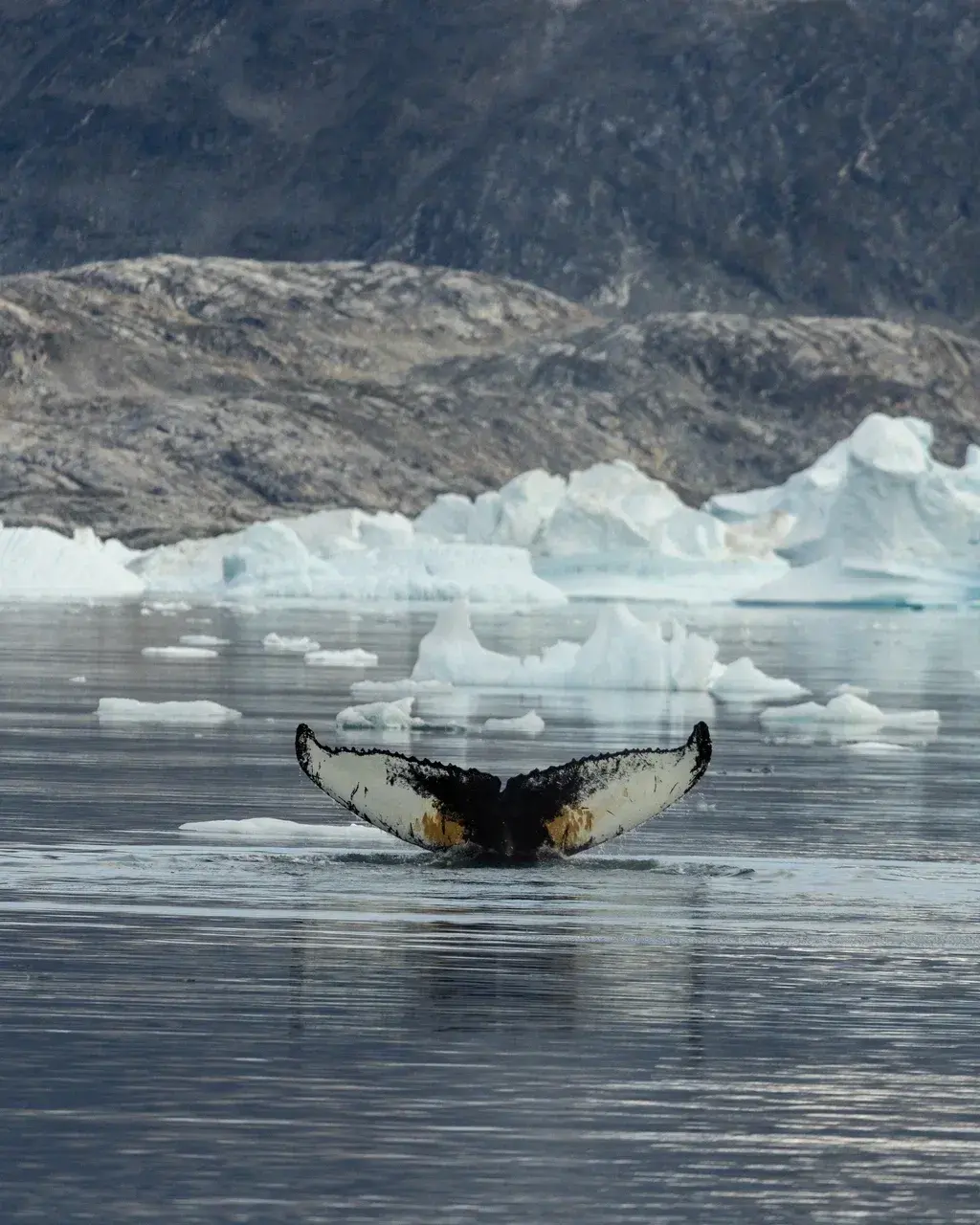 Whale diving in Greenland's iceberg-filled fjord during an Arctic wildlife expedition