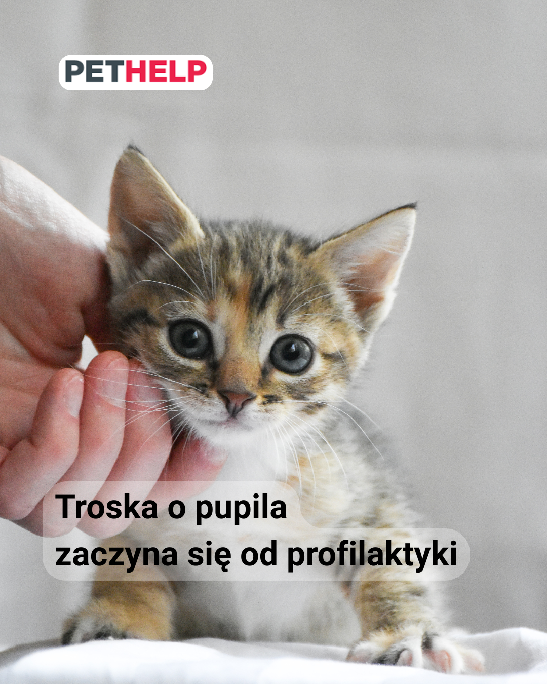 profilaktyka zdrowia, PETHELP i ubezpieczenie zwierząt w Polsce