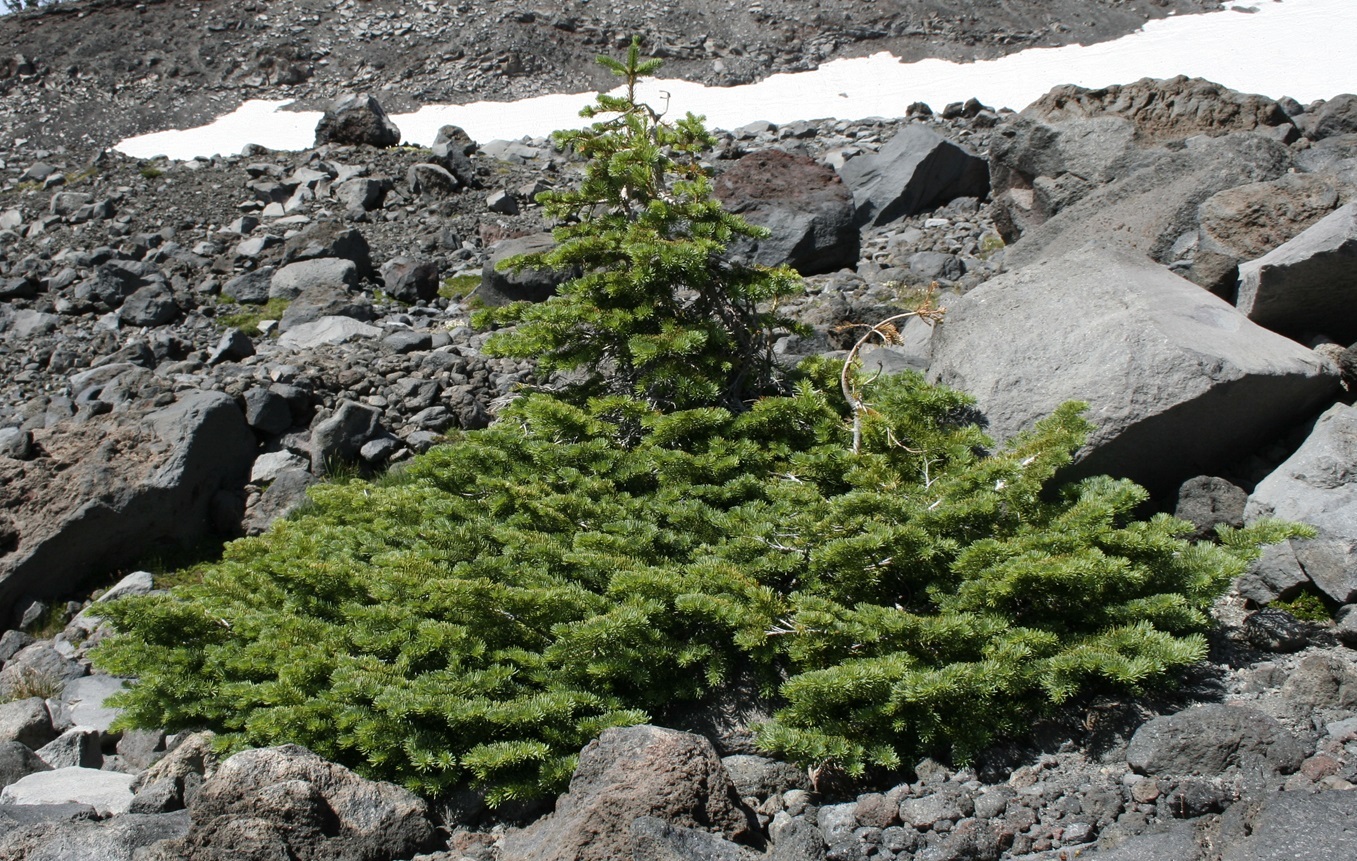 Mountain Hemlock