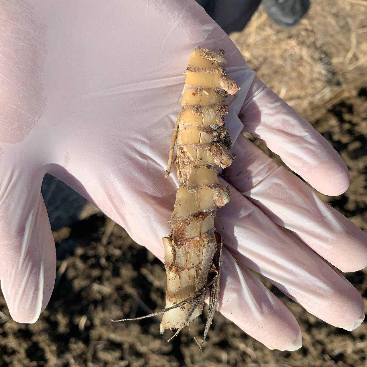 The image displays a hand in a light pink glove holding a segmented, beige-colored rhizome of Miscanthus x Giganteus with bits of soil and small roots attached to it. Rhizomes like this are typically used for planting and propagation purposes.