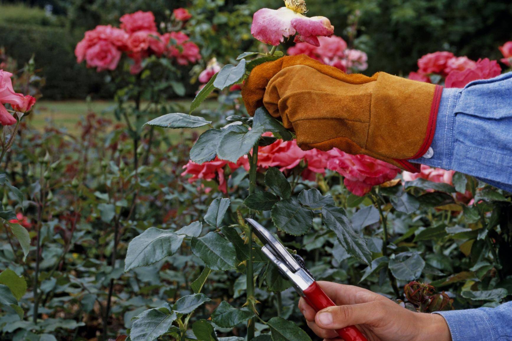 Как сохранить домашние срезанные розы