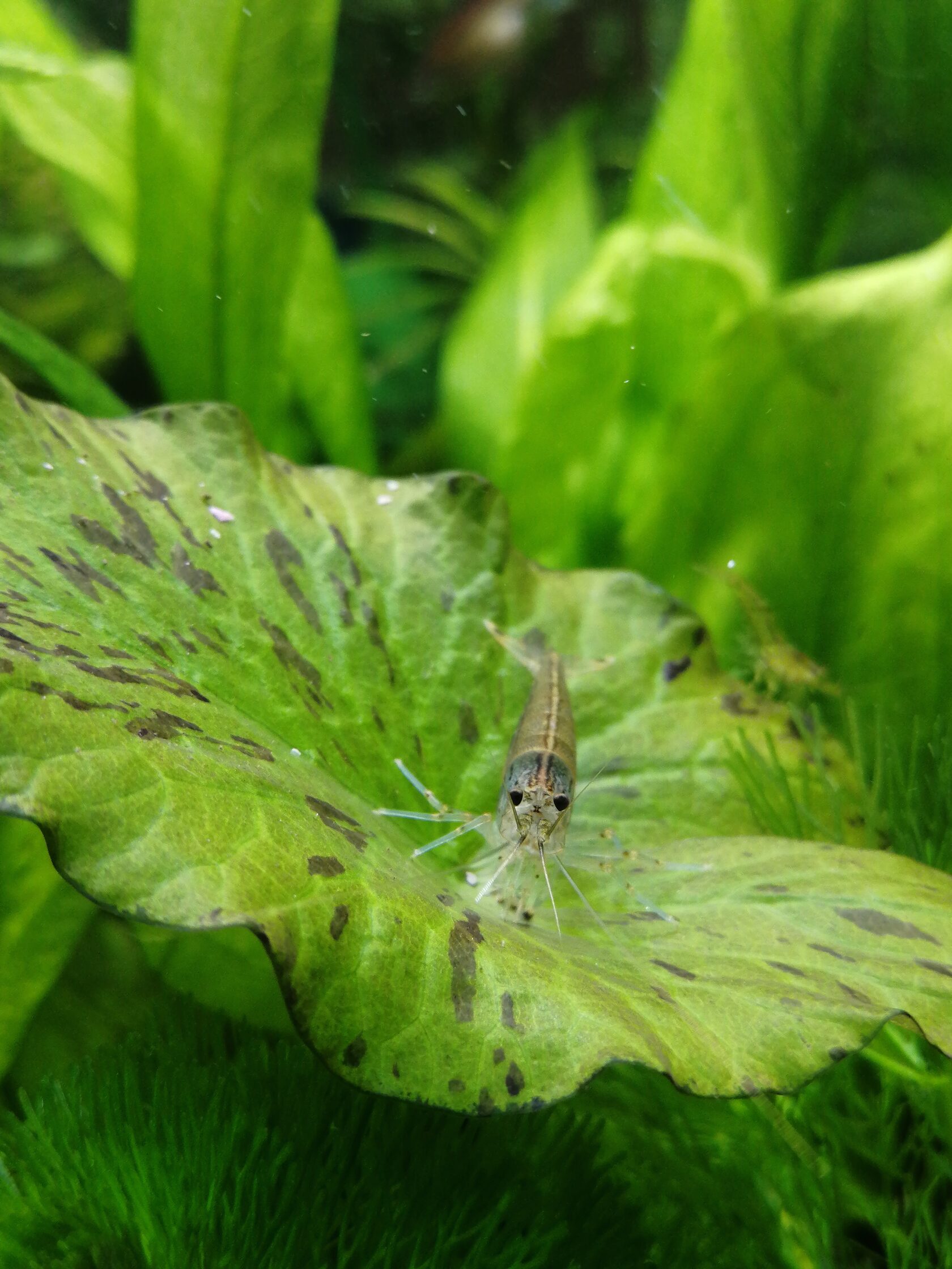 Креветки Амано на листе