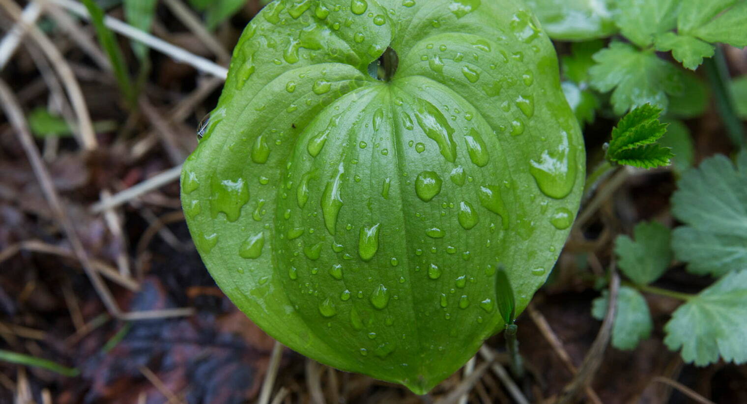 Лист растения в дендрарии краеведческого музея