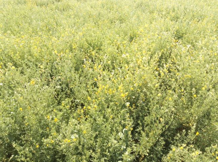 Семенной участок селекционной люцерны желтой