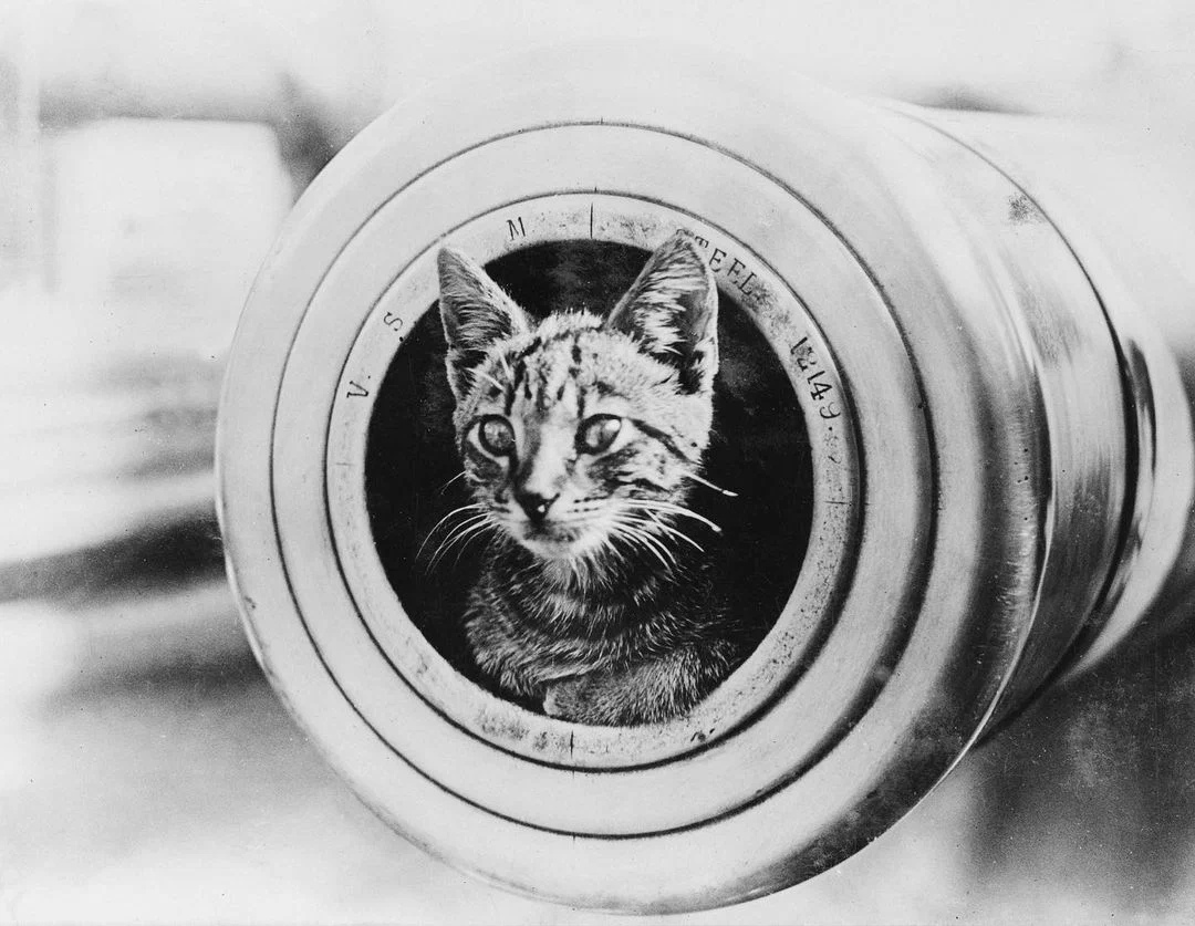 Корабельный кот в стволе орудия австралийского крейсера «Энкаунтер»
