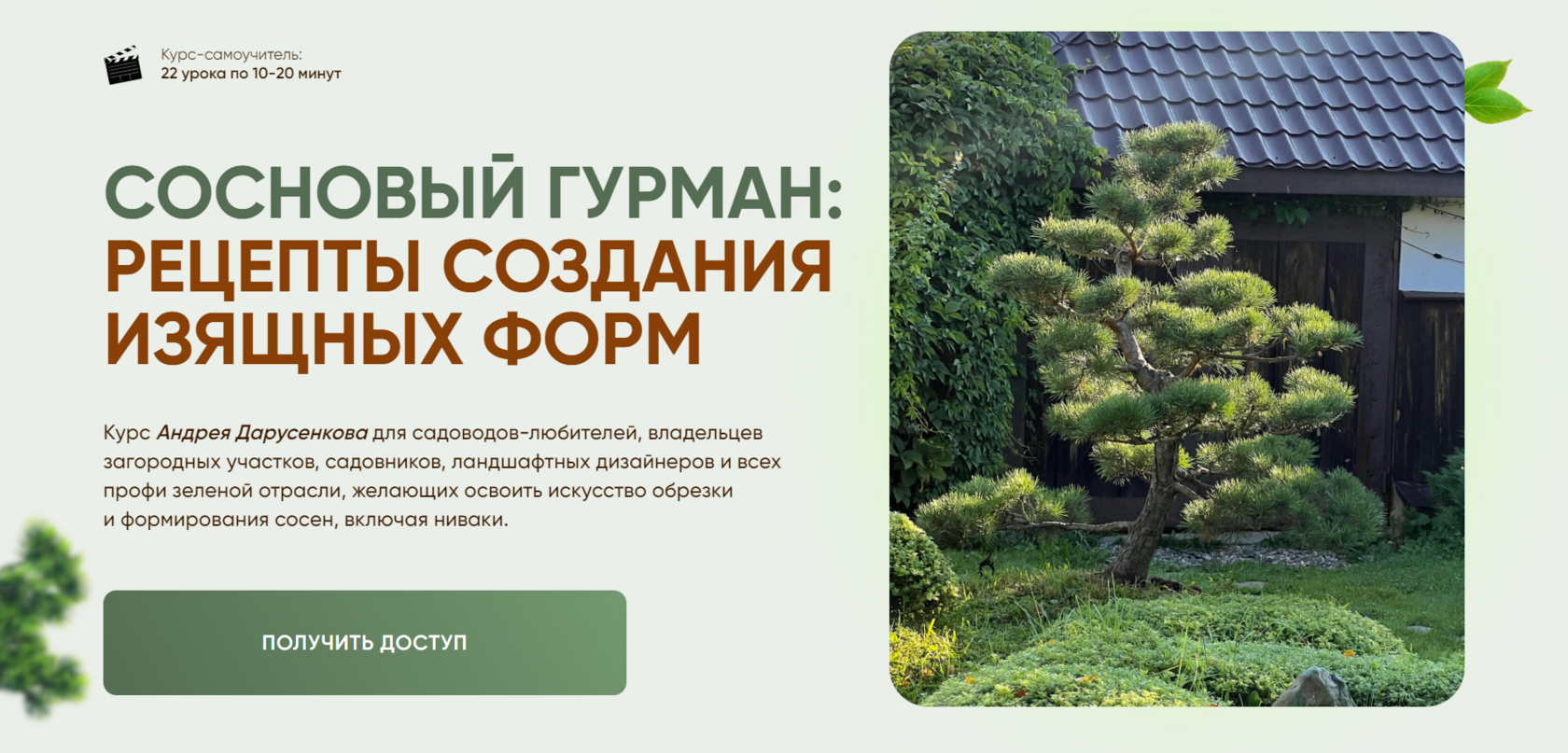 daobonsai.ru