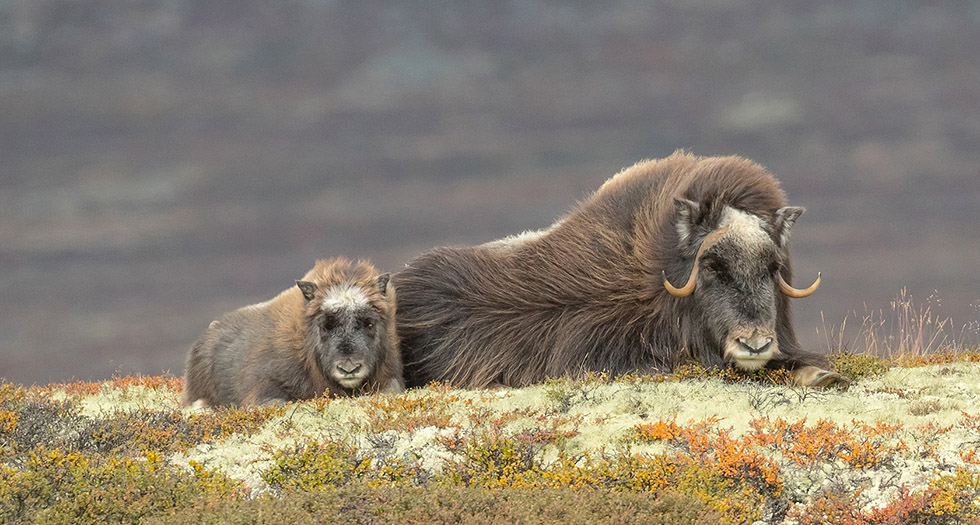 Muskoxen. Yamal photography expedition