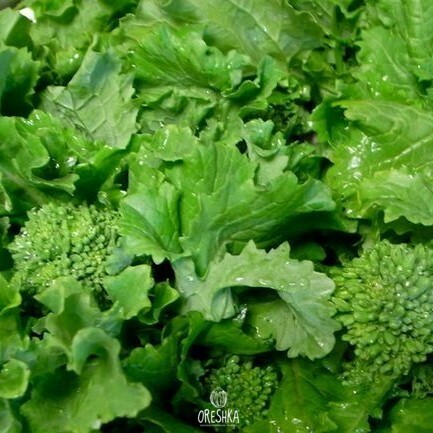 Seeds of Broccoli asparagus Rapini (Brassica oleracea var. italica) — 30 pcs