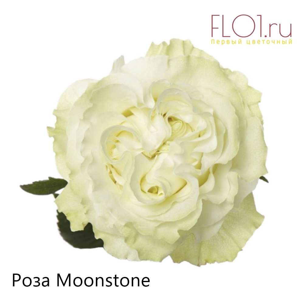 Белая роза Moonstone с многослойными лепестками