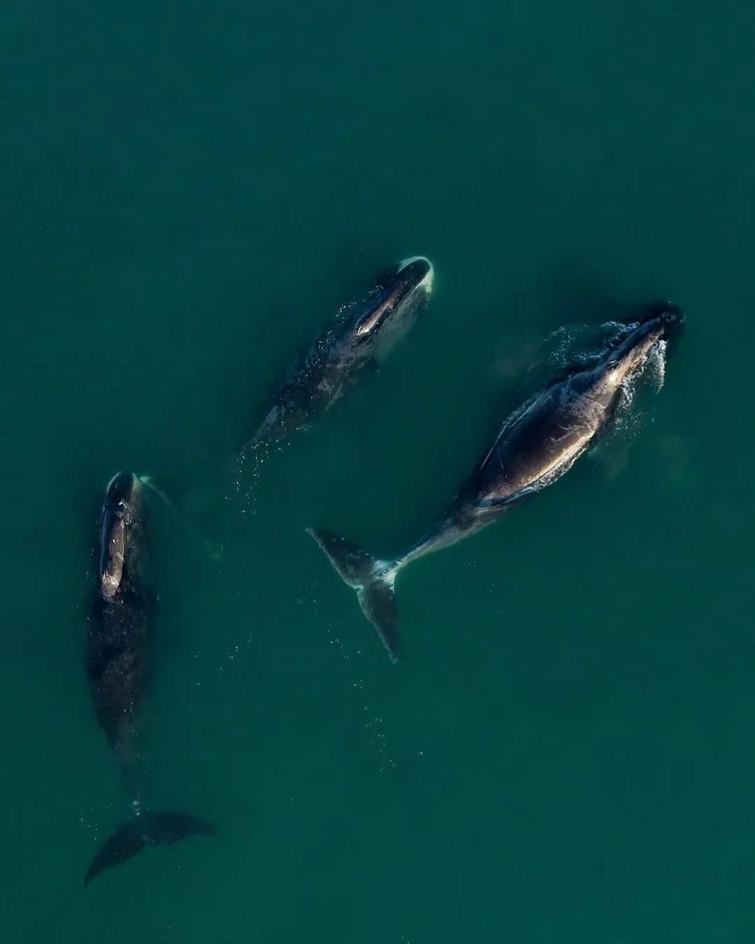 Шантарские острова киты