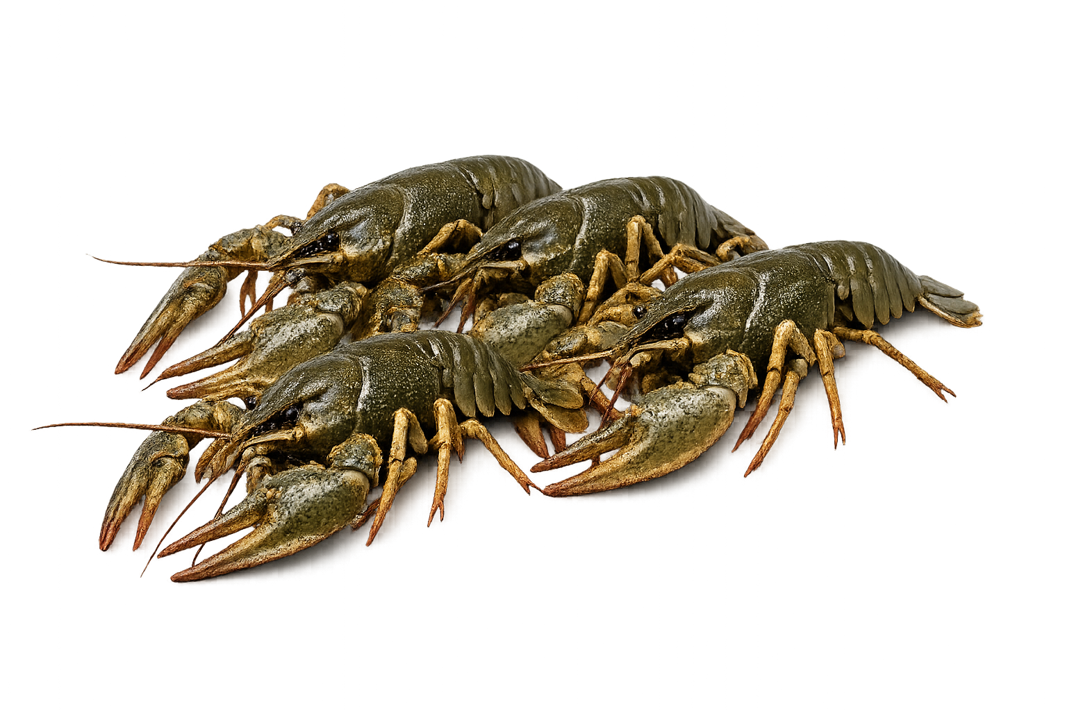 Живые раки