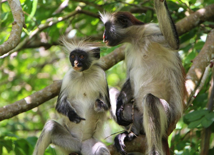 Лес Джозане