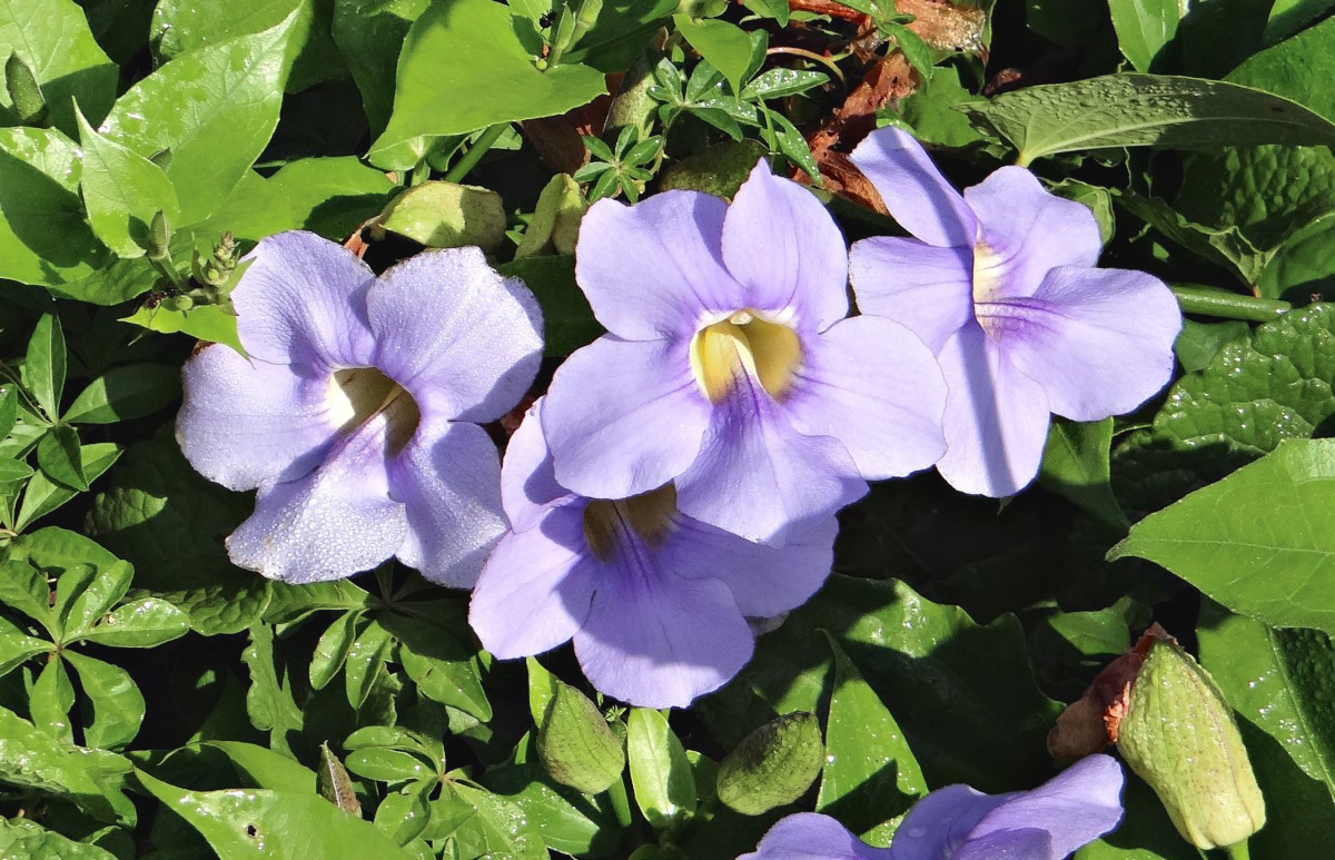 Тунбергия лавролистная - супер средство от токсинов (отравление, похмелье)