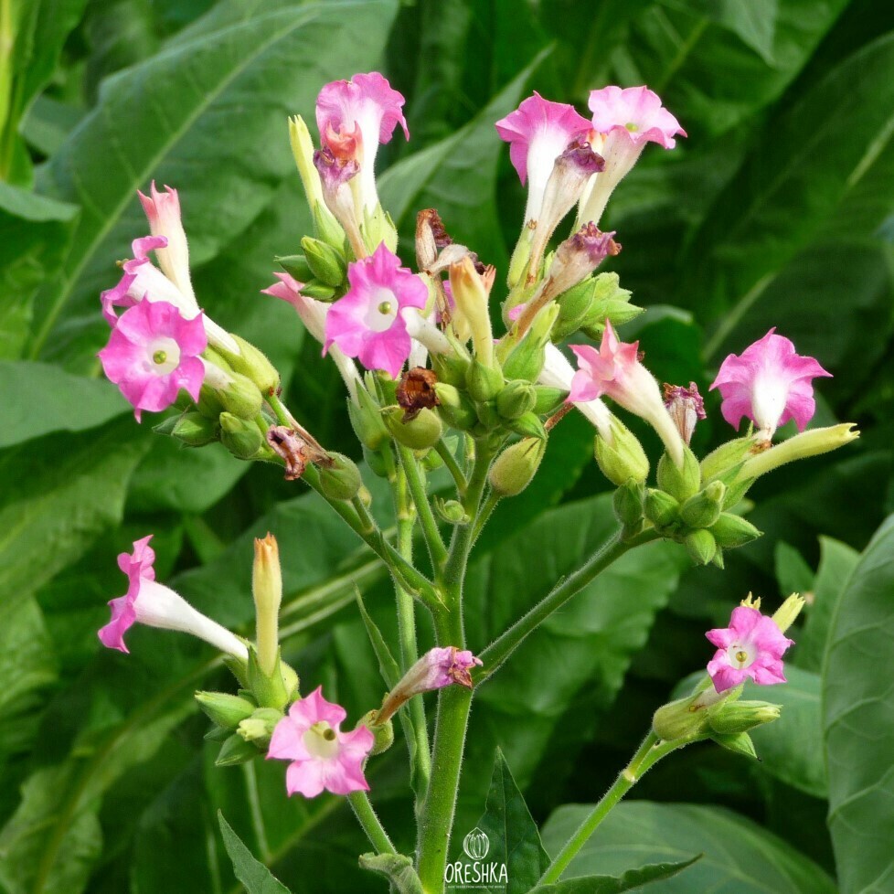 Turkish Gold Oriental tobacco seeds