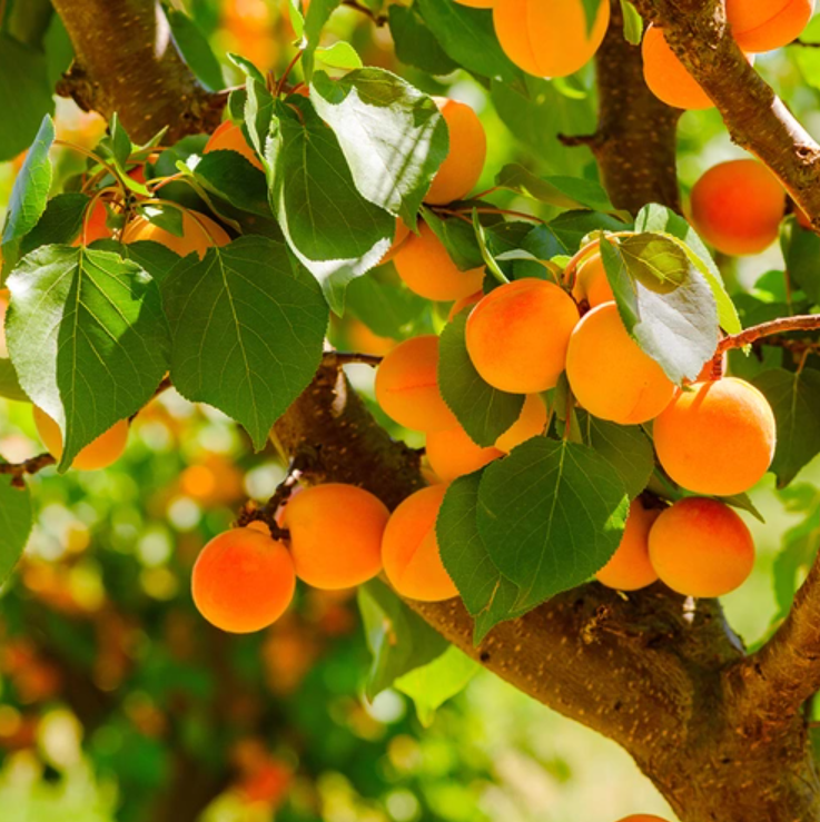 Apricot grove (Candlescience, США)