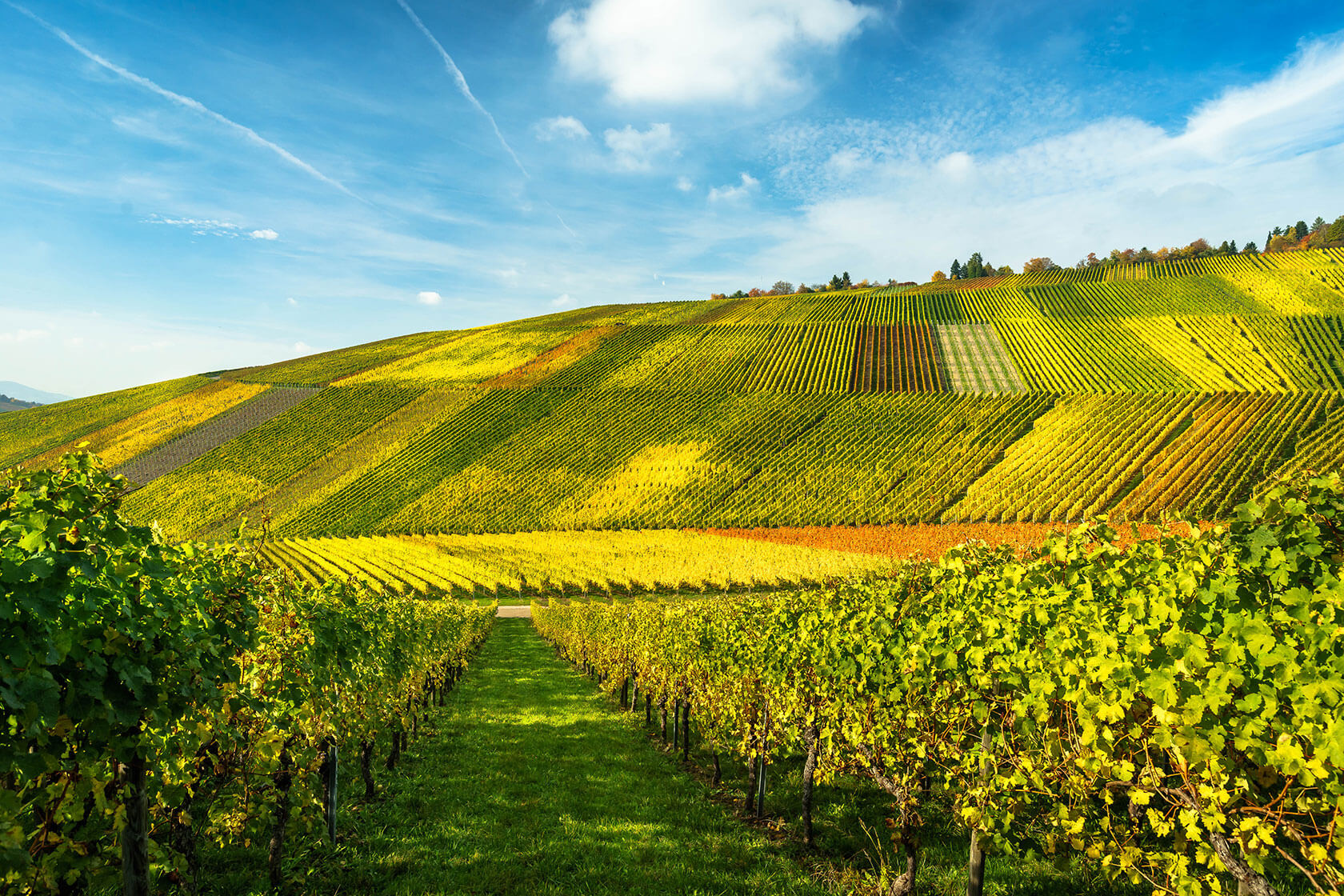 Riesling Rocks: полный гид по главным стилям рислинга в Германии