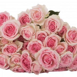 Розы с плантации Subati