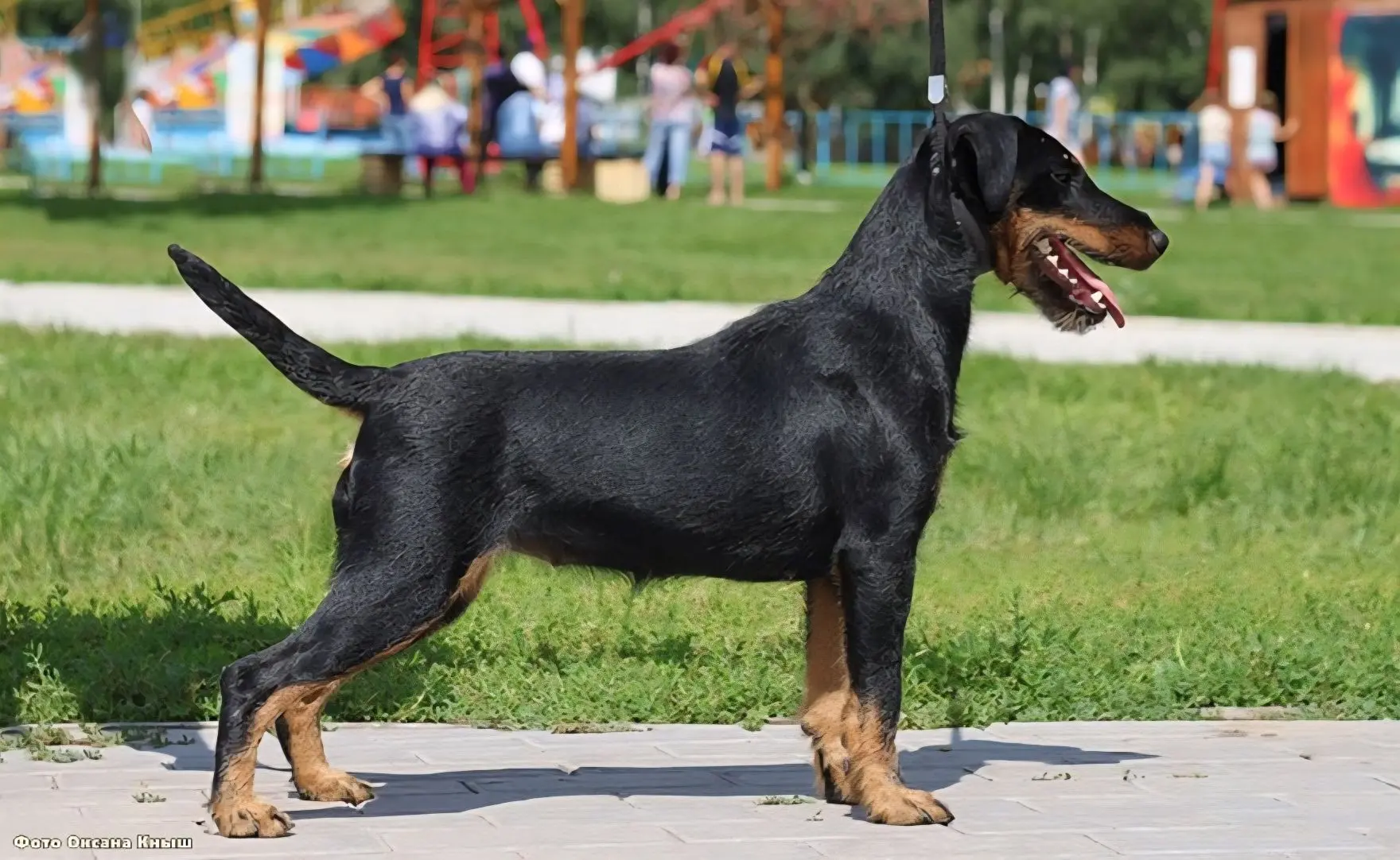 Коротковатая, отвесно поставленная лопатка.