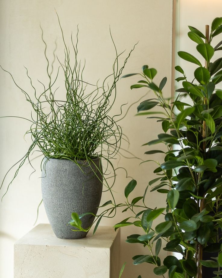 Potted plant on wooden shelf