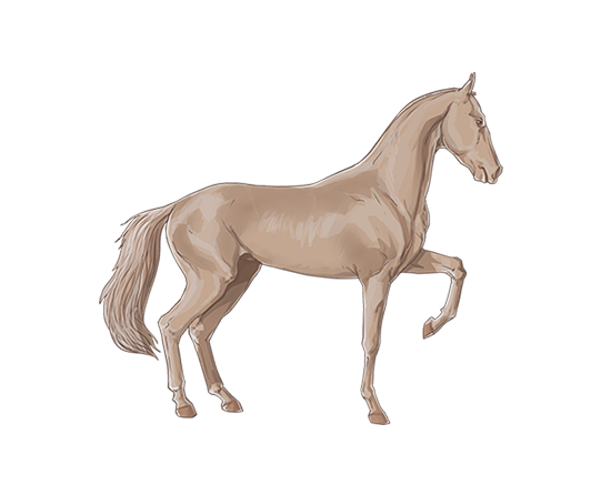 ahal_teke.png