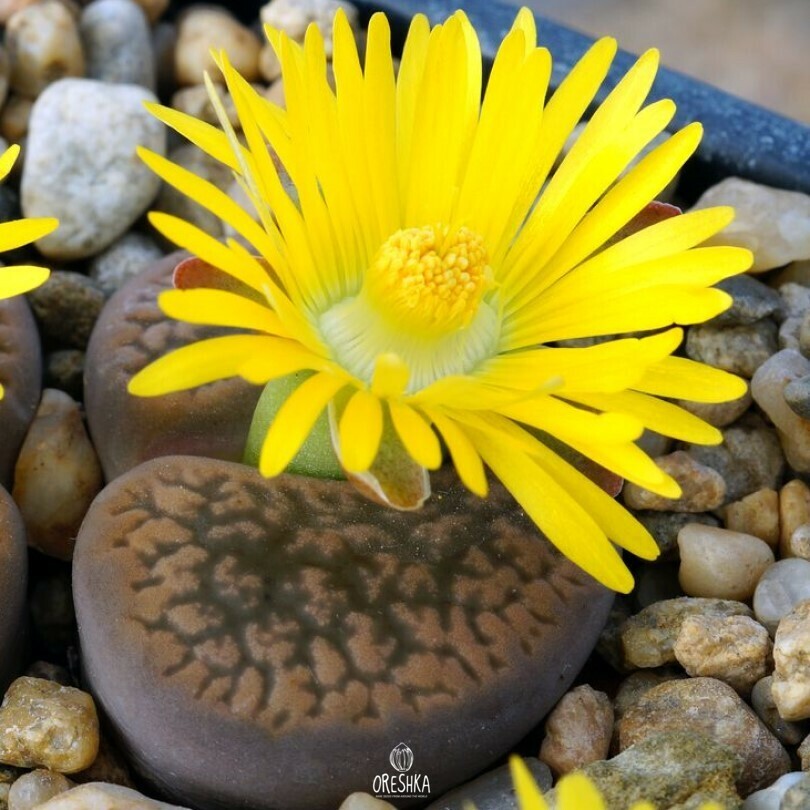 Seeds of Succulent Lithops hookeri v. marginata C 137 (Lithops hookeri v. marginata C 137) — 10 pcs