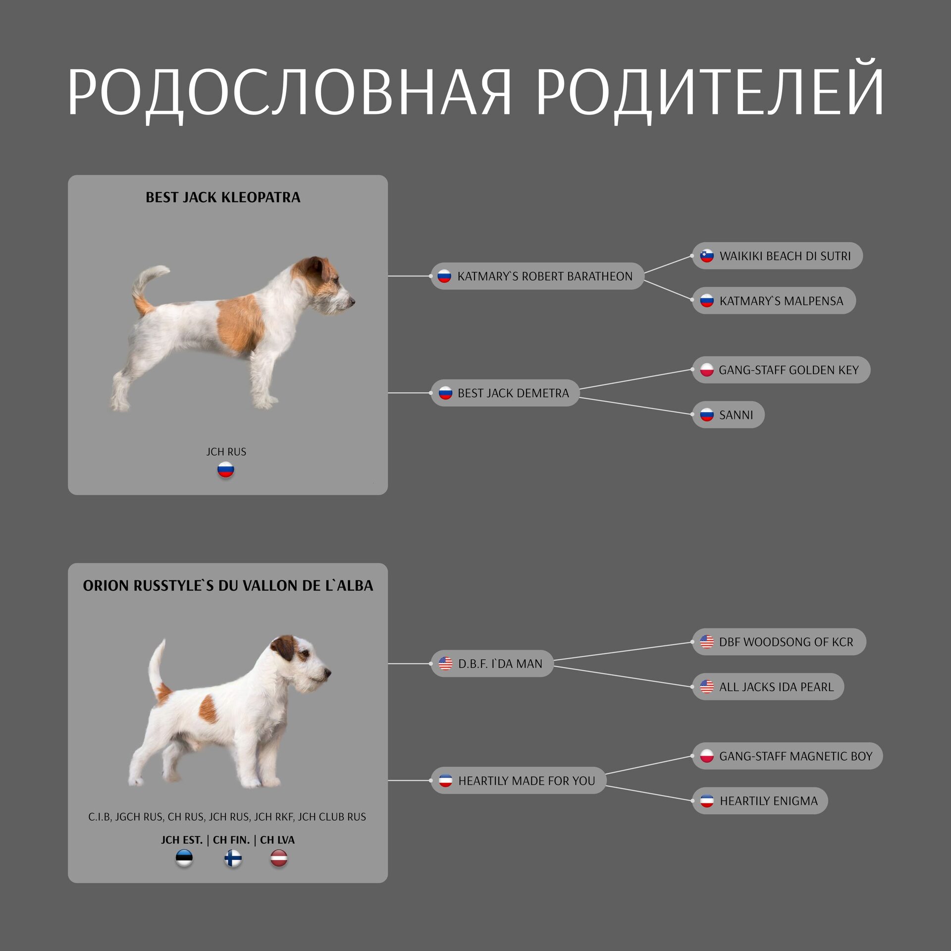 Щенки джек рассел терьер купить в питомнике в Спб — чистокровные щенки от  заводчика Тодерия