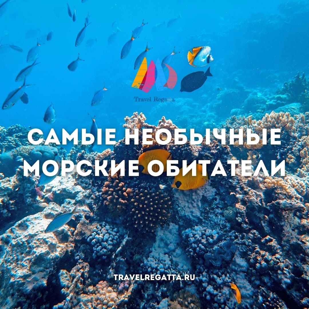 Самые необычные морские обитатели