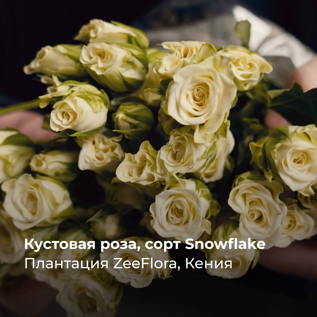 Роза Snowflake