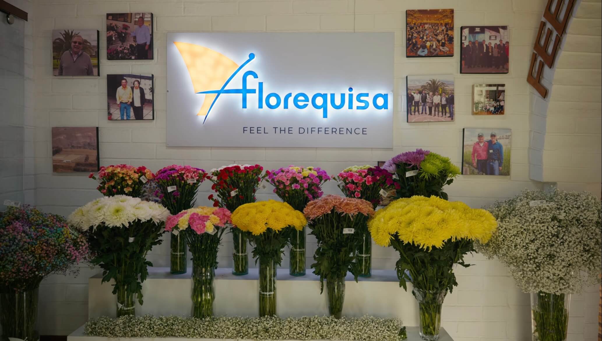 На Floquisa не найти роз. Здесь растут гвоздики, мини-гвоздики, хризантемы, дельфиниум, гипсофилы и другие цветы.