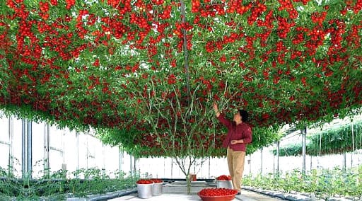 Выращивание томатов на гидропонике