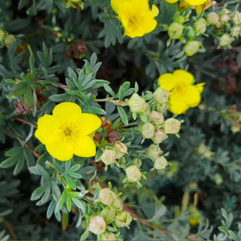 Курильский чай Metabiotic FRS