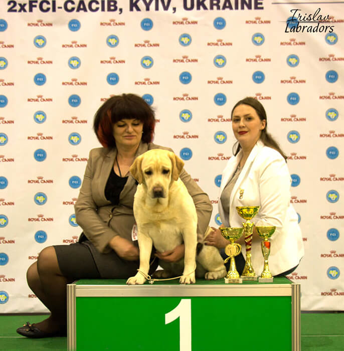 Это был звездный день Риты, Holstep`s Mind-Breaker. Она стала лучшим представителем породы, и победителем чемпионата Украины. В конкуренции больше 100 лабрадоров под экспертизой породника из Франции