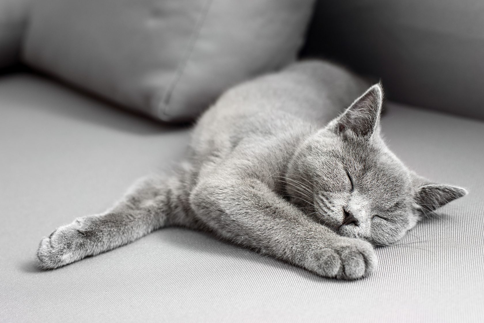 Серый кот лежа