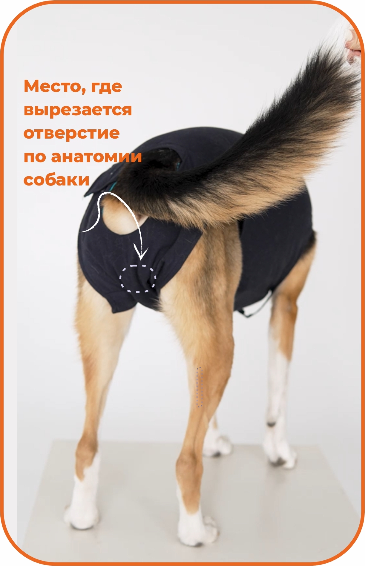 Готовый вырез под хвостом