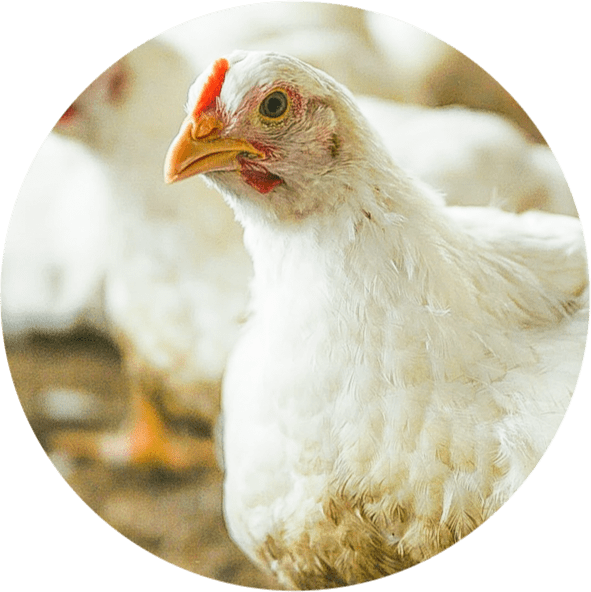 Изображение курицы 