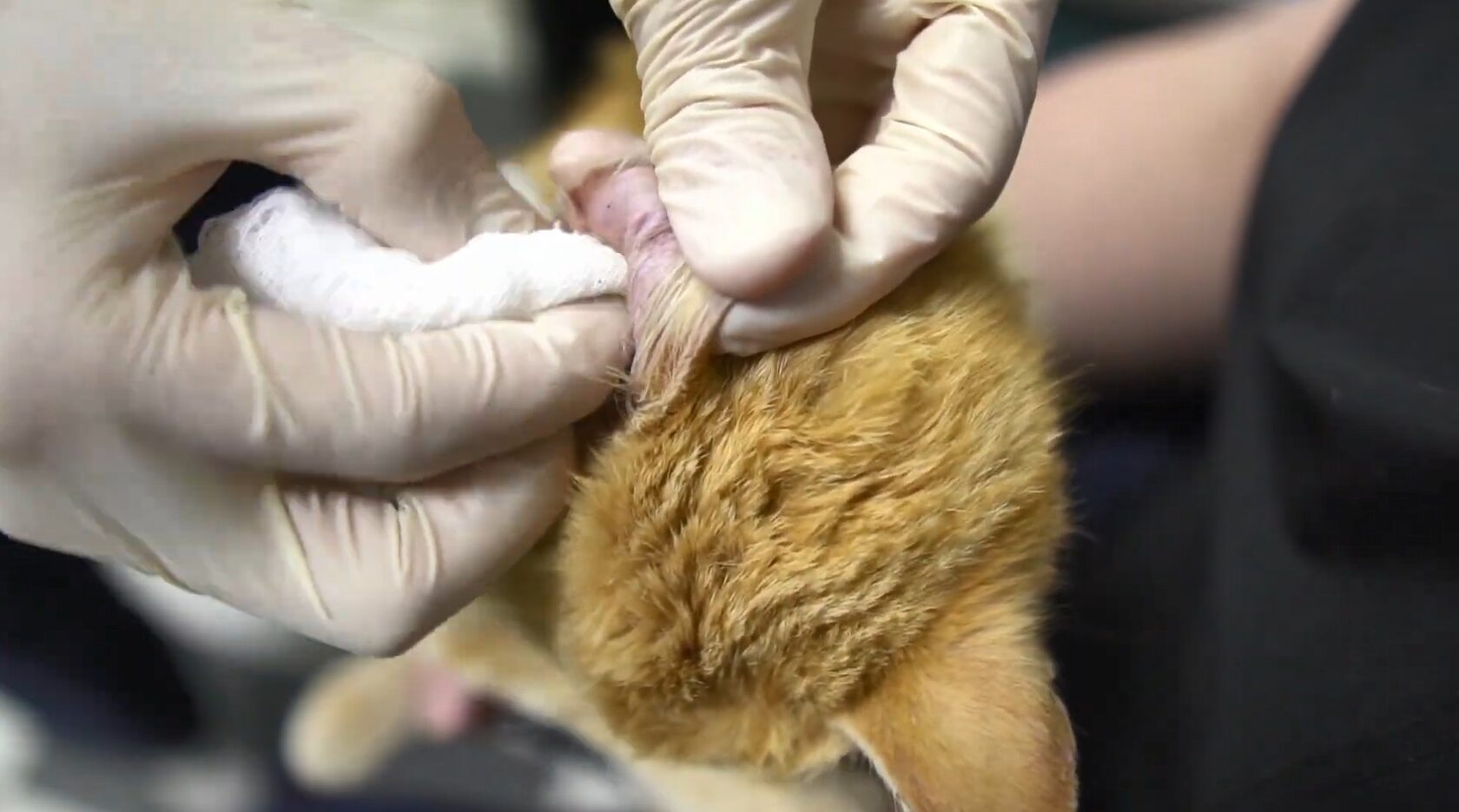 Правильная чистка ушей кошки марлевой салфеткой