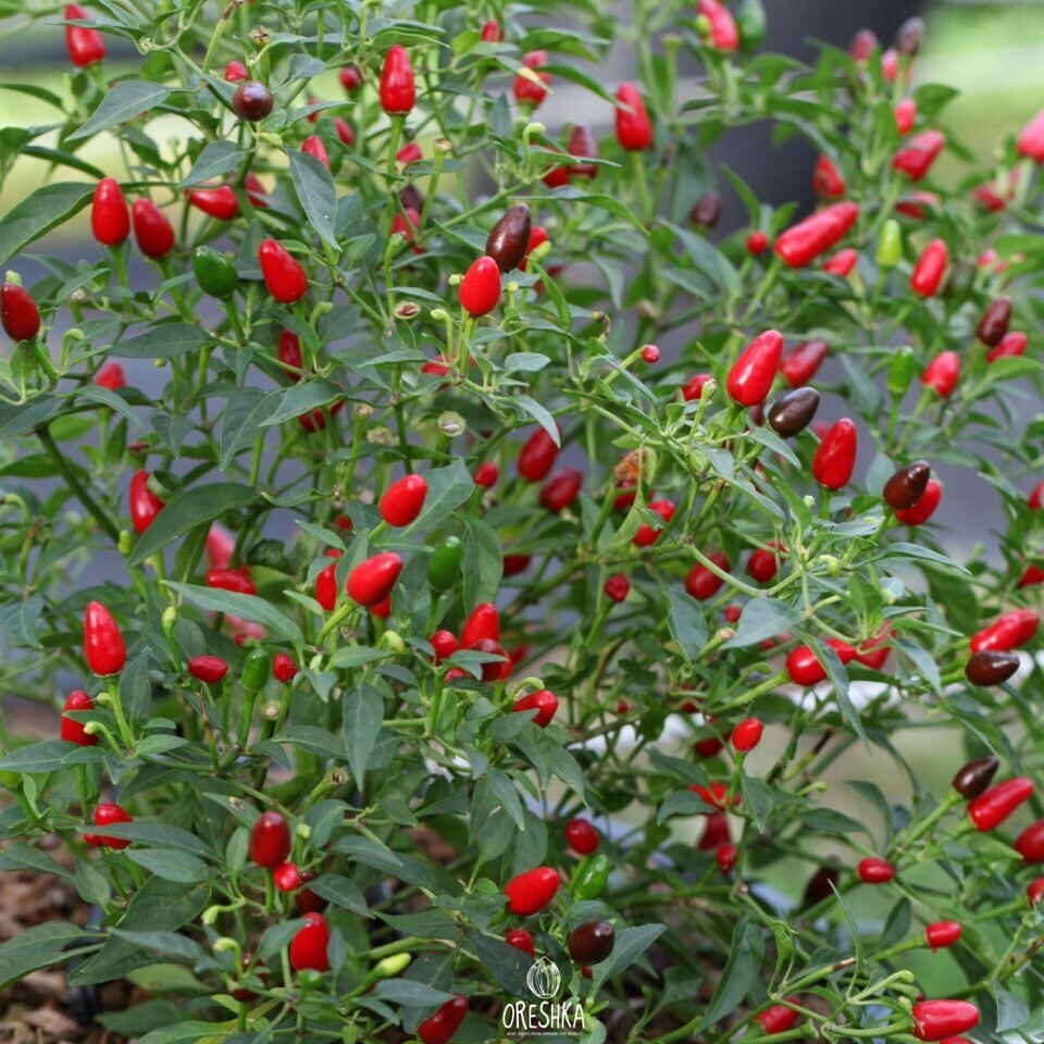 Seeds of Hot pepper Rawit or Birds eye (Capsicum) — 5 pcs