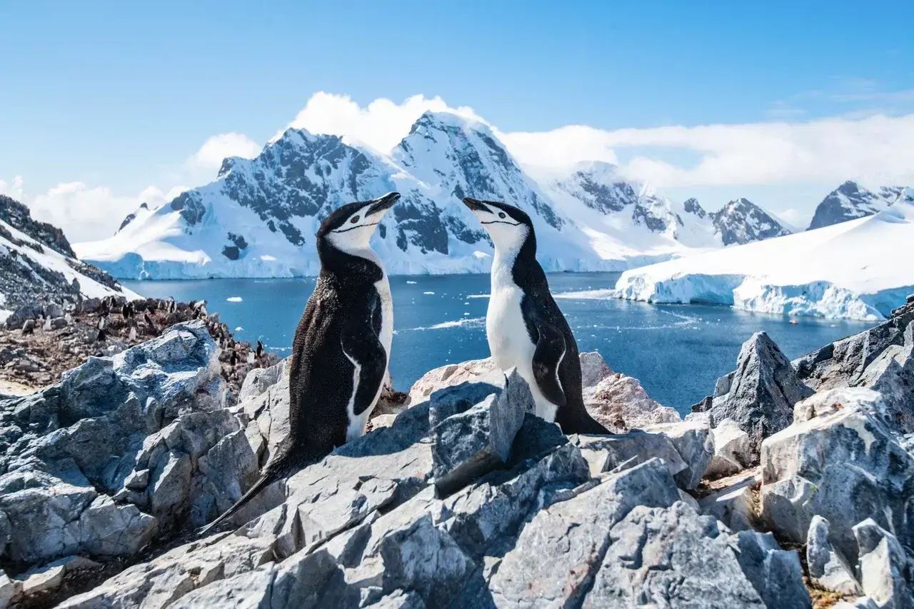 Pair of Chinstrap penguins standing on a rocky coastline overlooking the icy waters of the Antarctic Peninsula. Their distinctive black chin markings, dramatic mountain scenery, glaciers, and floating icebergs showcase one of Antarctica's most iconic penguin species in its natural habitat.