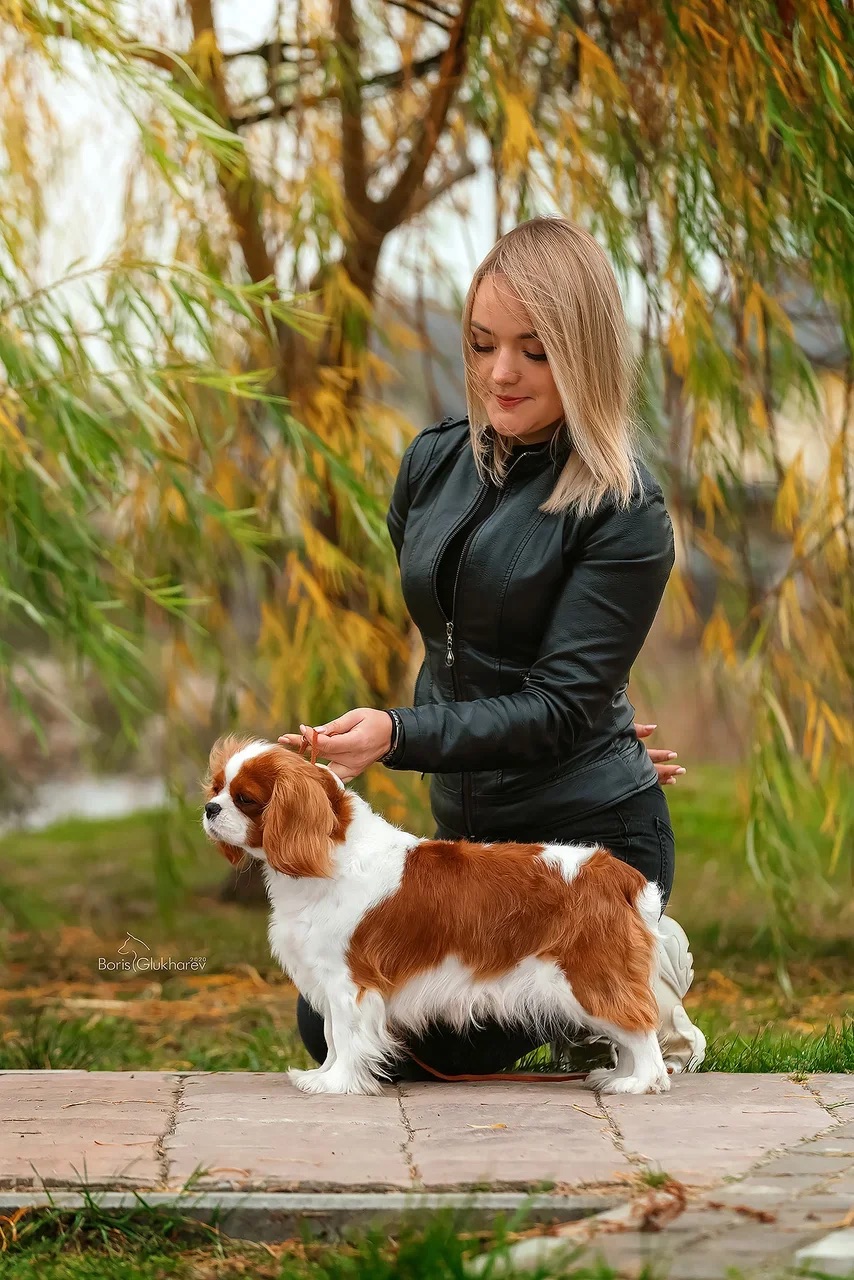 Кавалер Кинг Чарльз спаниель
