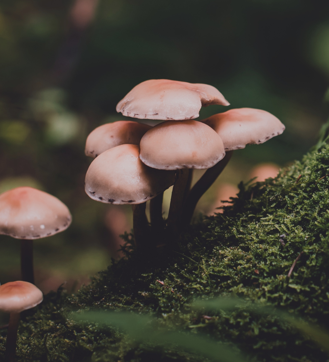 Чага: польза и вред гриба, особенности его использования