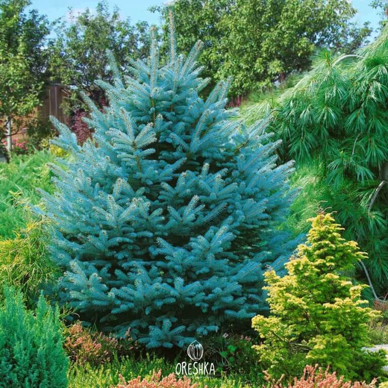 Colorado blue spruce forest