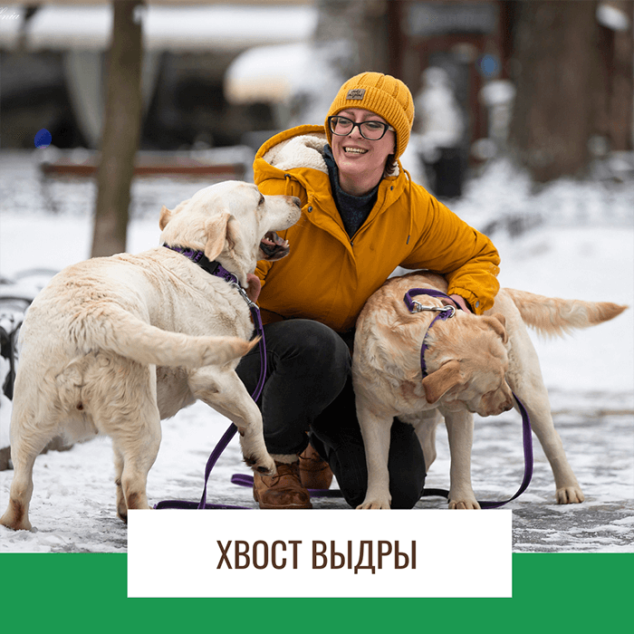 Хвост выдры, точнее хвост лабрадора