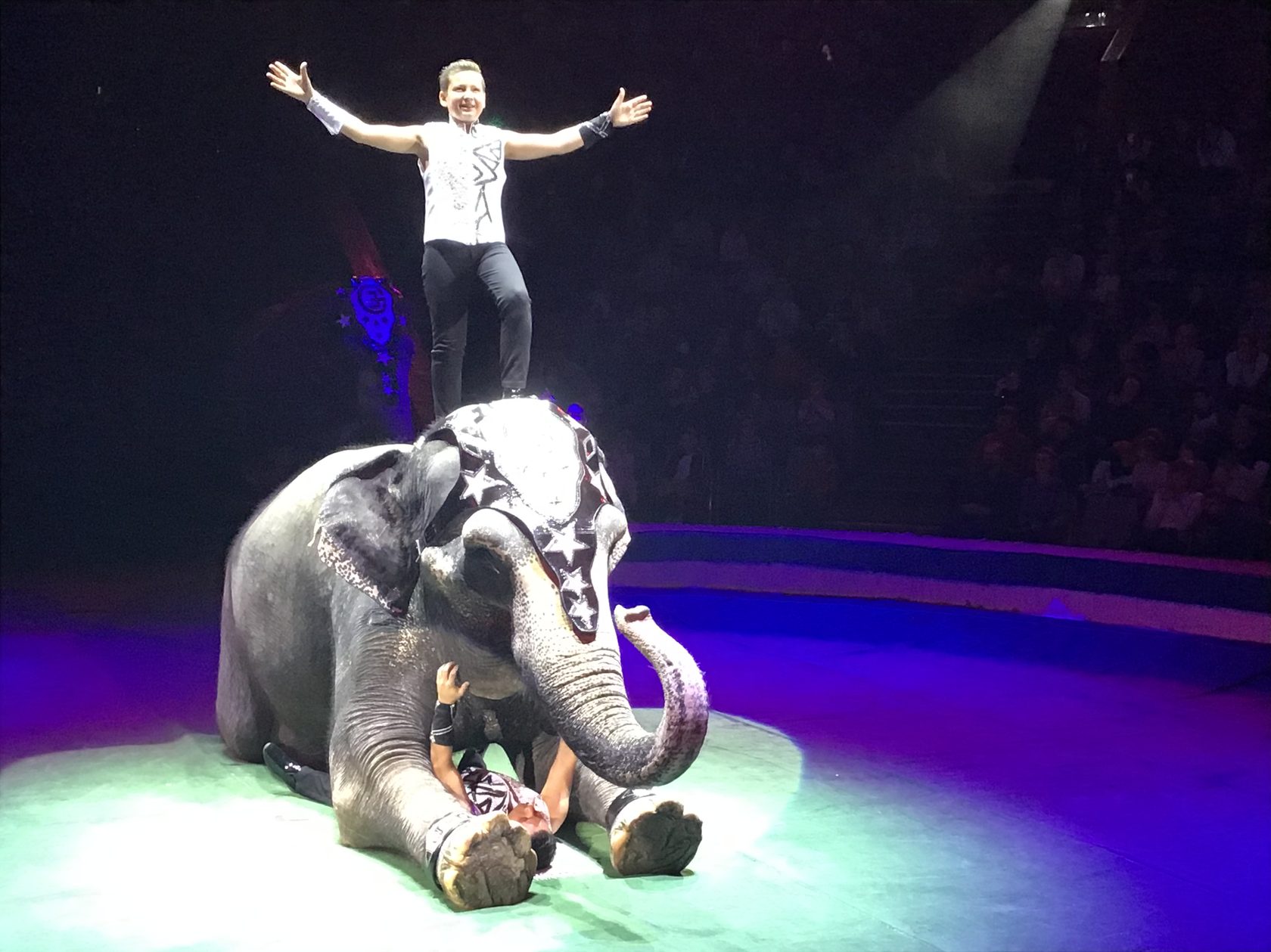Краснодарский цирк шоу слонов
