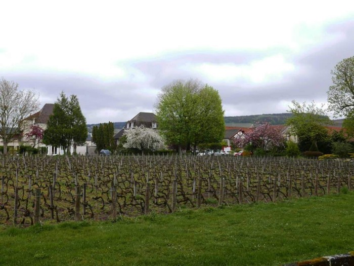 Jacquesson vineyard