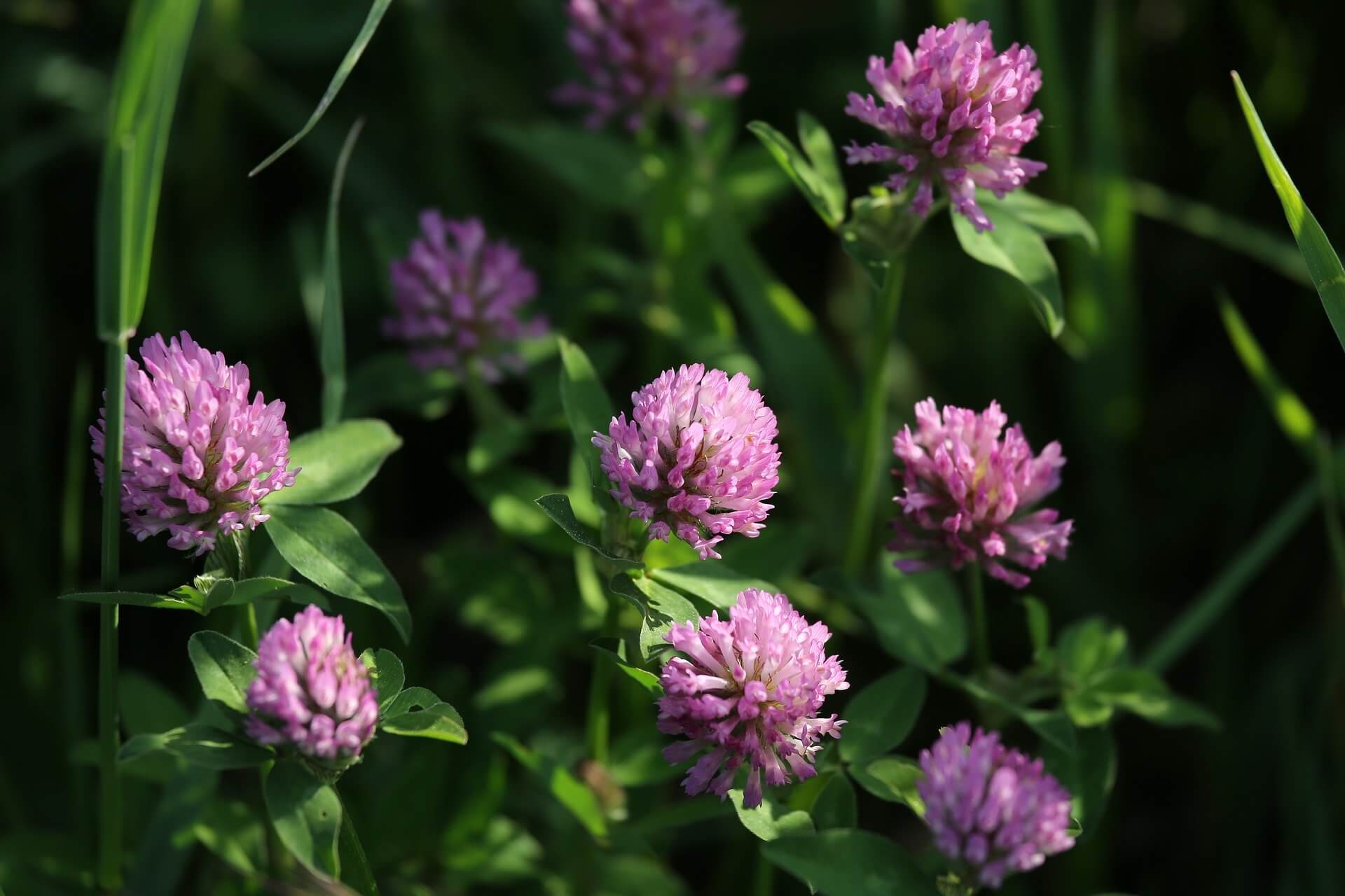 Цветы клевера. Красный Клевер Trifolium pratense. Клевер Луговой (Trifolium pratense). Клевер красный (Trifolium Rubens). Клевер Луговой (или красный).