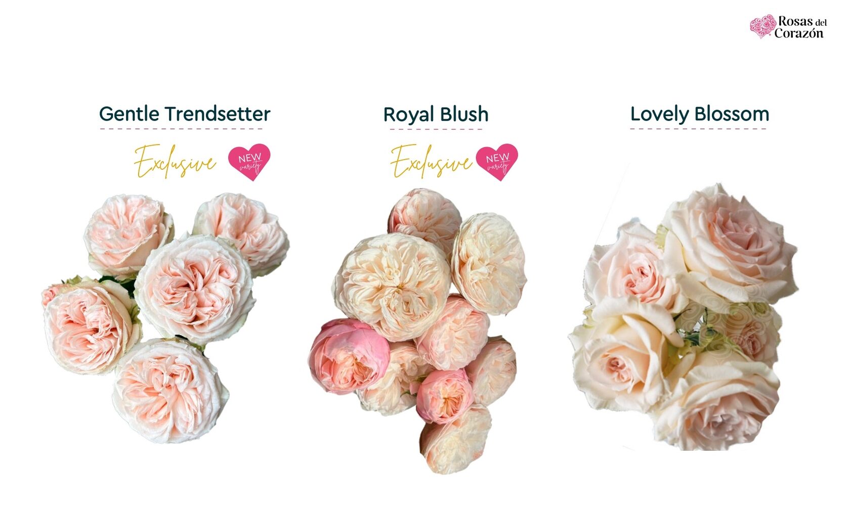 Gentle Trendsetter, Royal Blush, Lovely Blossom