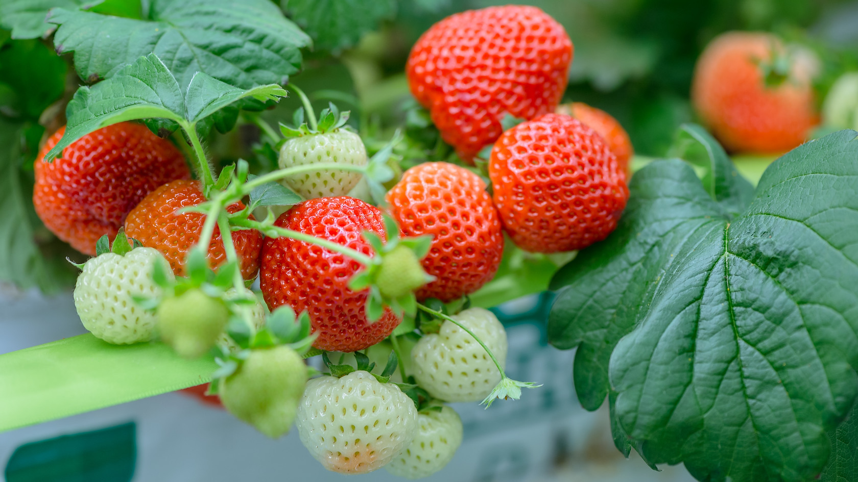 Benefits of Vertical Farming for Strawberry Production