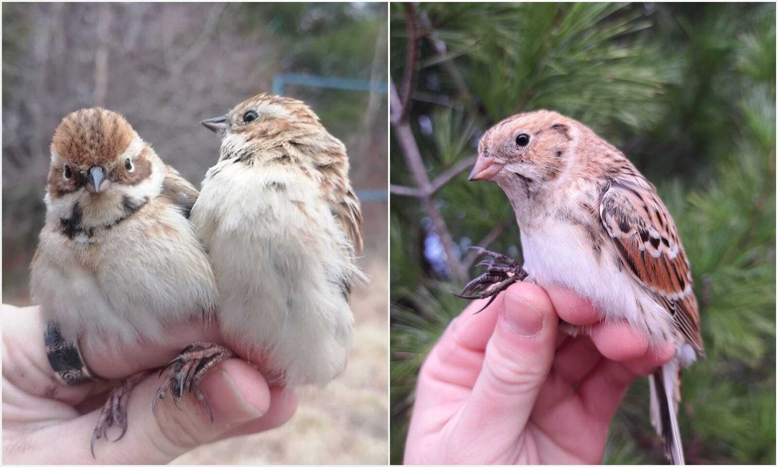 Станция кольцевания птиц Байкальская