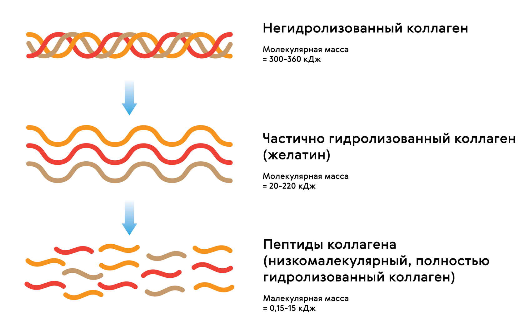 Чем морской коллаген отличается от говяжьего. Пептиды морского коллагена. Пептиды морского коллагена Fitness Catalyst. Сибирское здоровье пептиды морского коллагена. Типы коллагена как отличить.